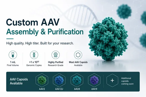 Custom AAV Assembly & Purification
