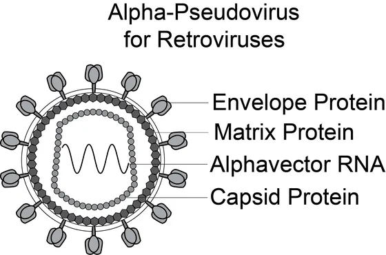 HIV Pseudoviral Neutralization Assay Kit