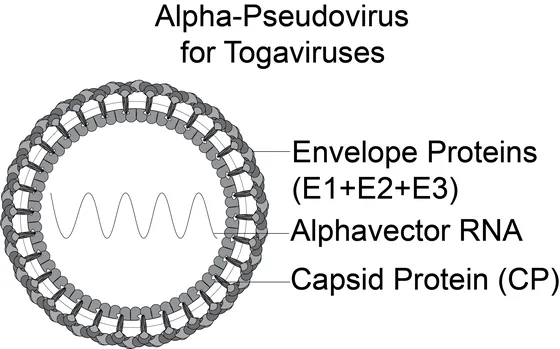 Togavirus Pseudoviral Neutralization Assay Kit