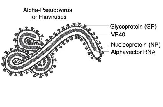 Marburg Pseudoviral Neutralization Assay Kit