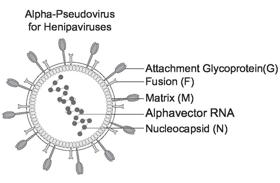 Nipah Pseudoviral Neutralization Assay Kit