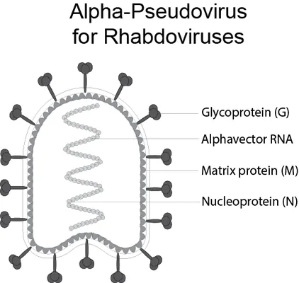 Rapid Alpha-Pseudoviruses for Rabies Virus