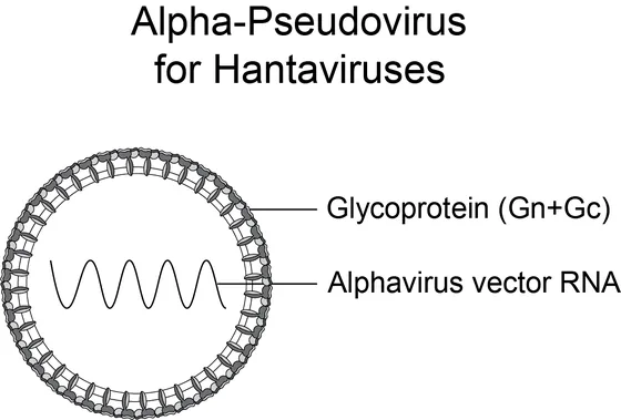Rapid Alpha-Pseudoviruses for Orthohantavirus