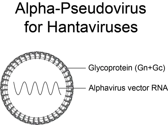 Hantavirus Pseudoviral Neutralization Assay Kit