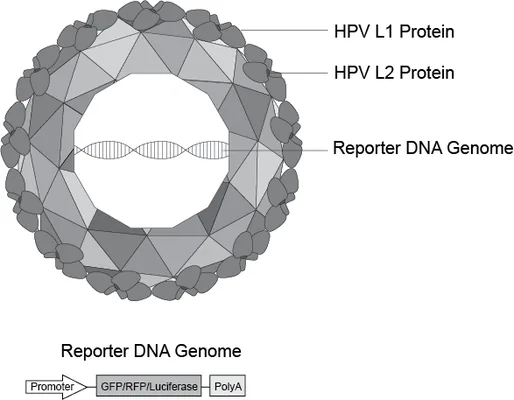 Pseudoviruses for Human Papillomaviridae