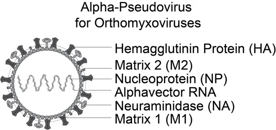 Rapid Alpha-Pseudoviruses for Influenza Virus