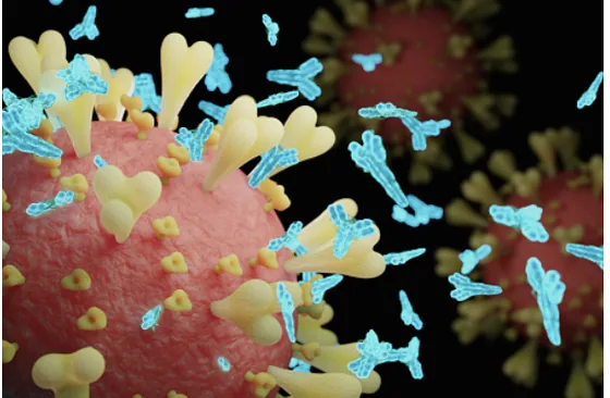 SARS-CoV-2 Neutralizing Antibody