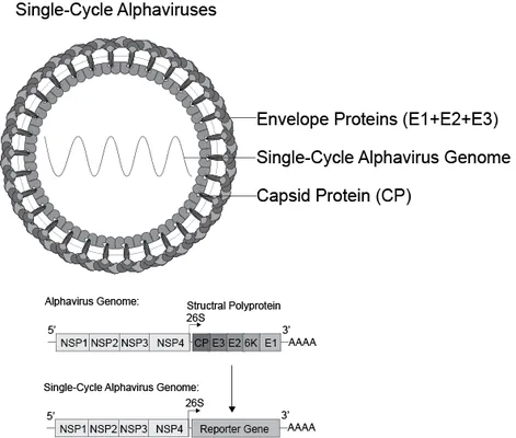 Alphaviral Pseudoviruses and Single-Cycle Viruses