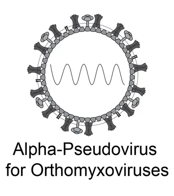 Influenza Pseudoviral Neutralization Assay Kit
